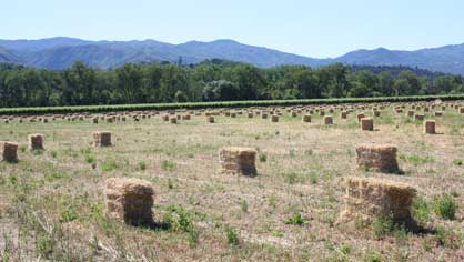 Hay Fields